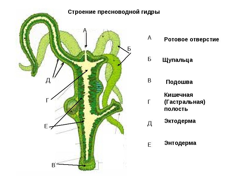 Кракен маркет что это такое